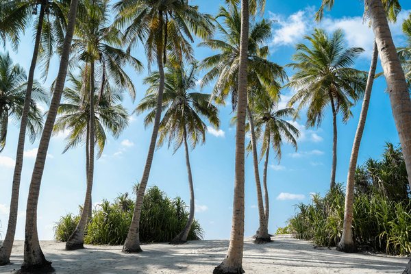 Peut-on trouver une croisière qui propose des séances de méditation guidées par des moines bouddhistes?
